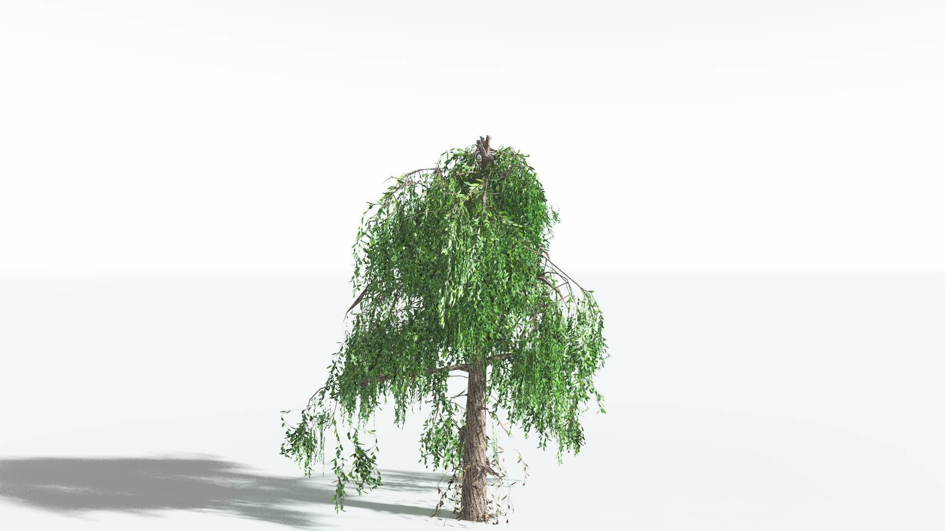 EVERYPlant Weeping Willow LowPoly 4 --15 Models-- Low-poly 3D model_29