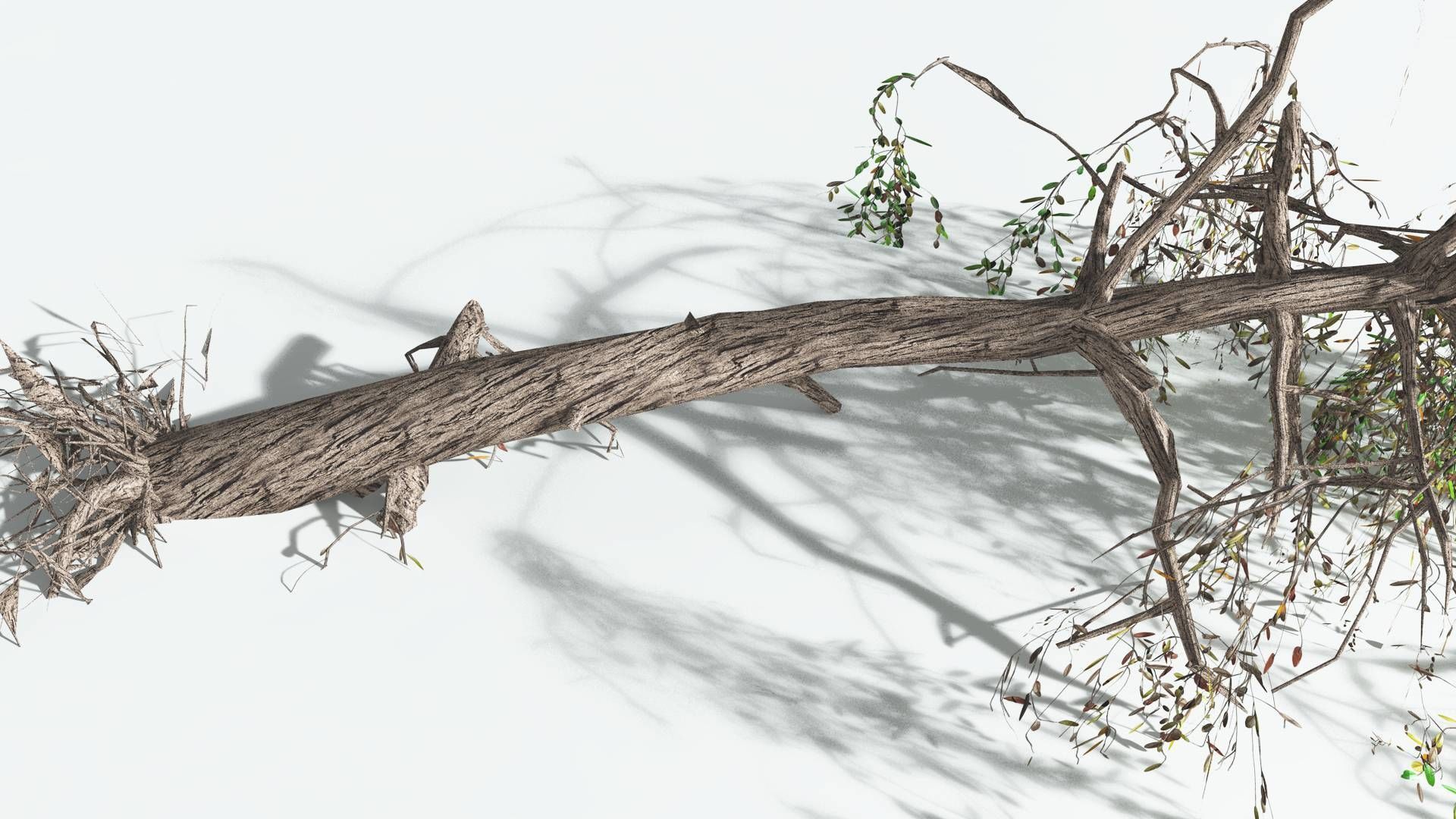 EVERYPlant Weeping Willow LowPoly 4 --15 Models-- Low-poly 3D model_20