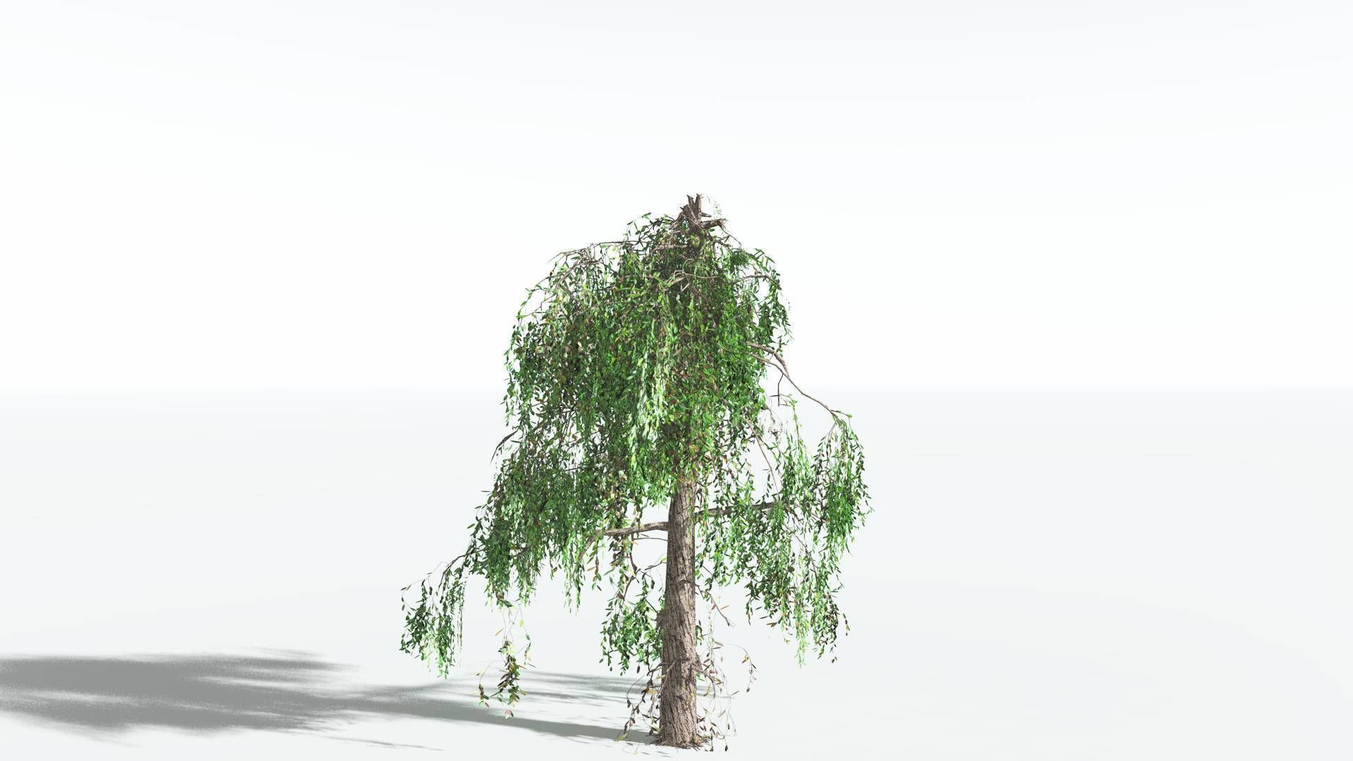 EVERYPlant Weeping Willow LowPoly 4 --15 Models-- Low-poly 3D model_13