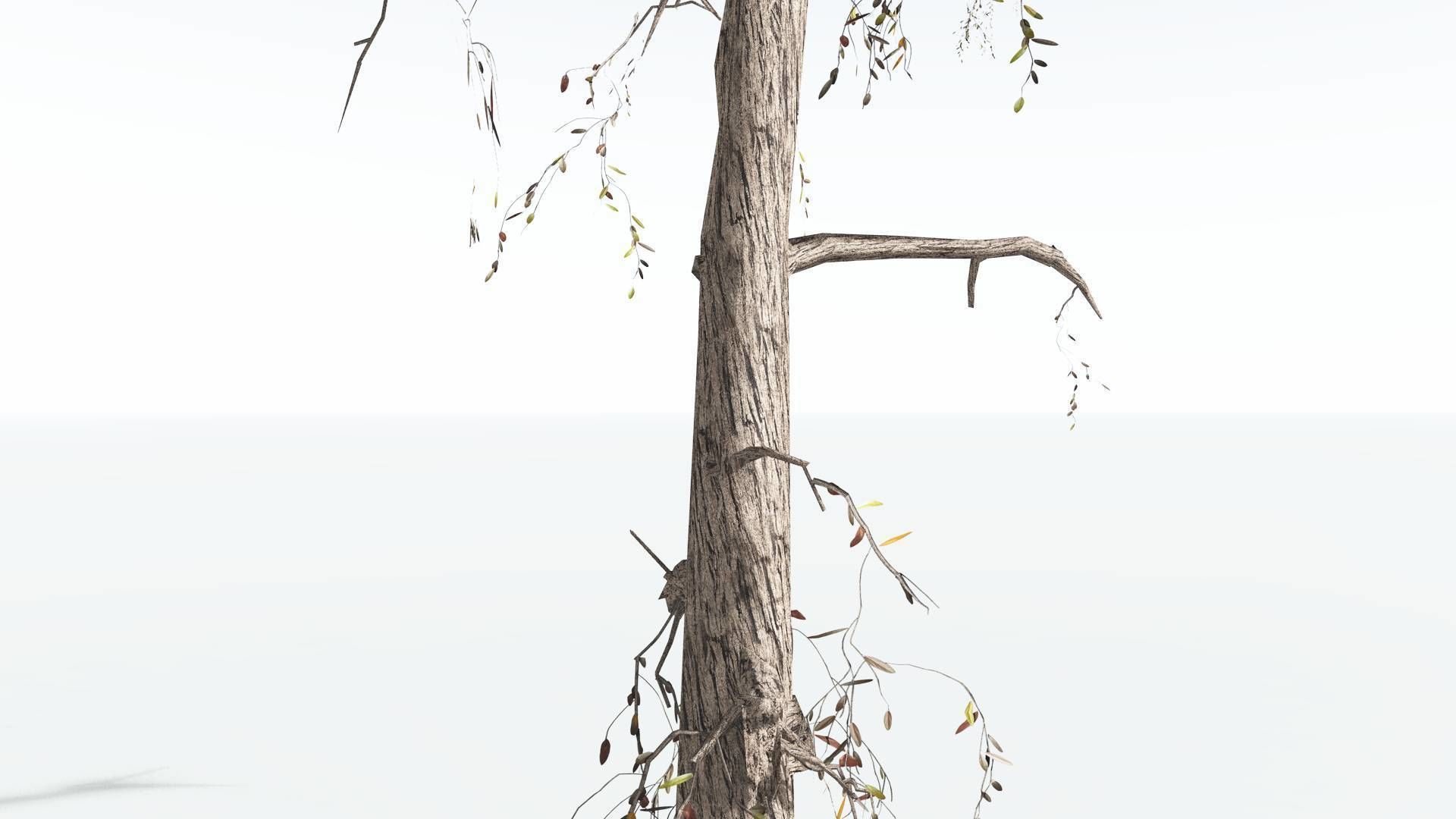 EVERYPlant Weeping Willow LowPoly 4 --15 Models-- Low-poly 3D model_18