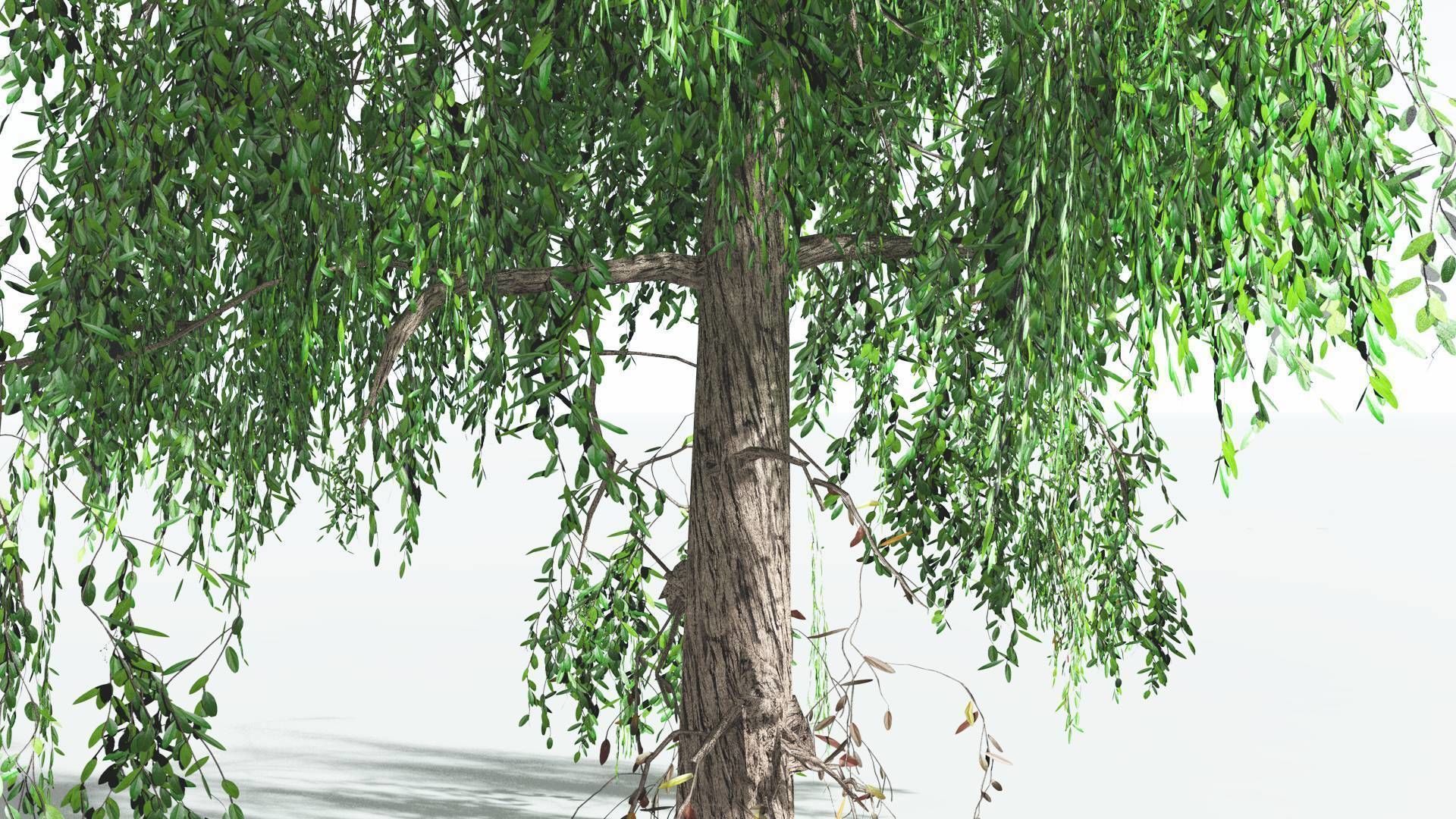 EVERYPlant Weeping Willow LowPoly 4 --15 Models-- Low-poly 3D model_4