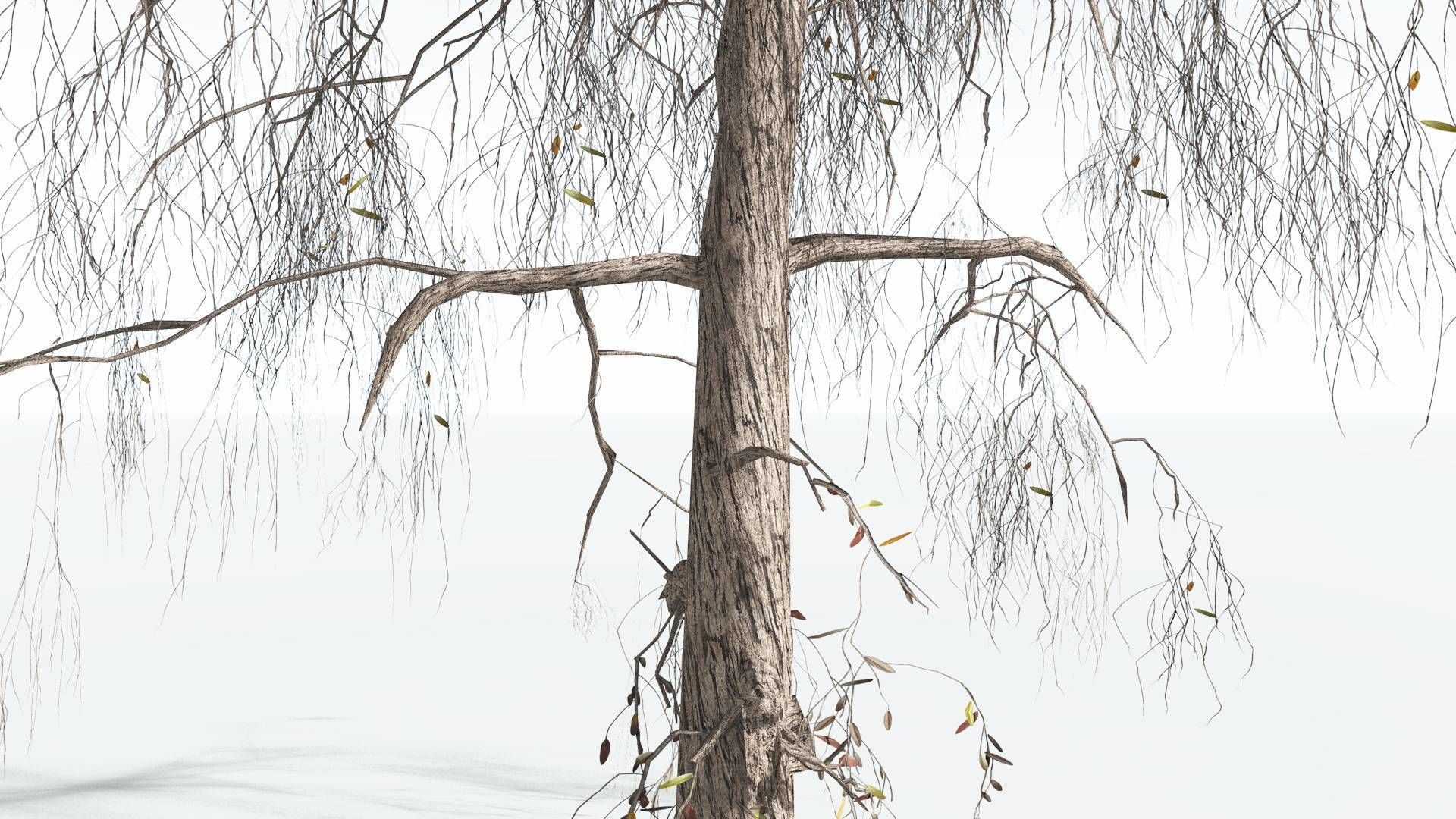 EVERYPlant Weeping Willow LowPoly 4 --15 Models-- Low-poly 3D model_10