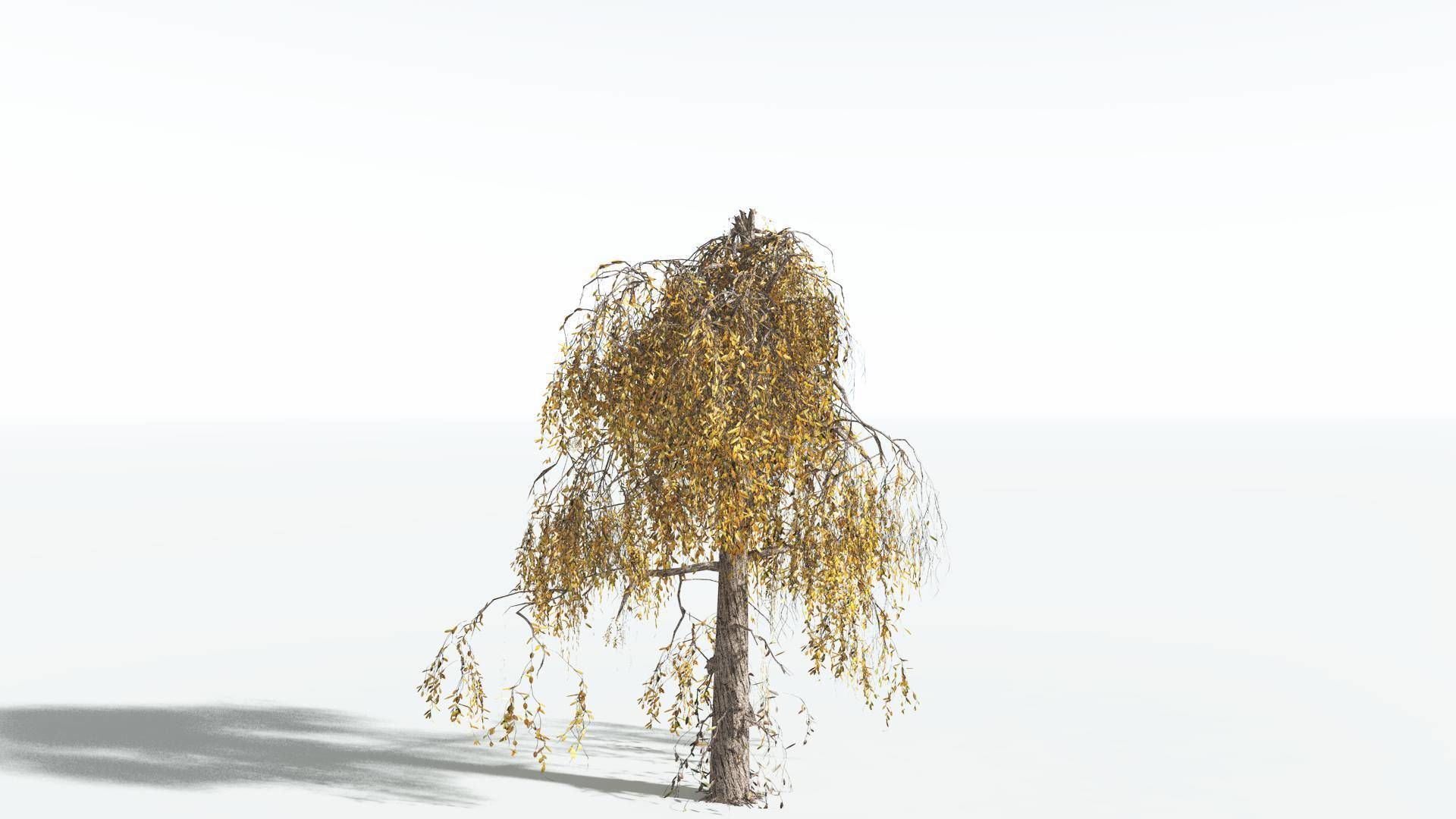 EVERYPlant Weeping Willow LowPoly 4 --15 Models-- Low-poly 3D model_7