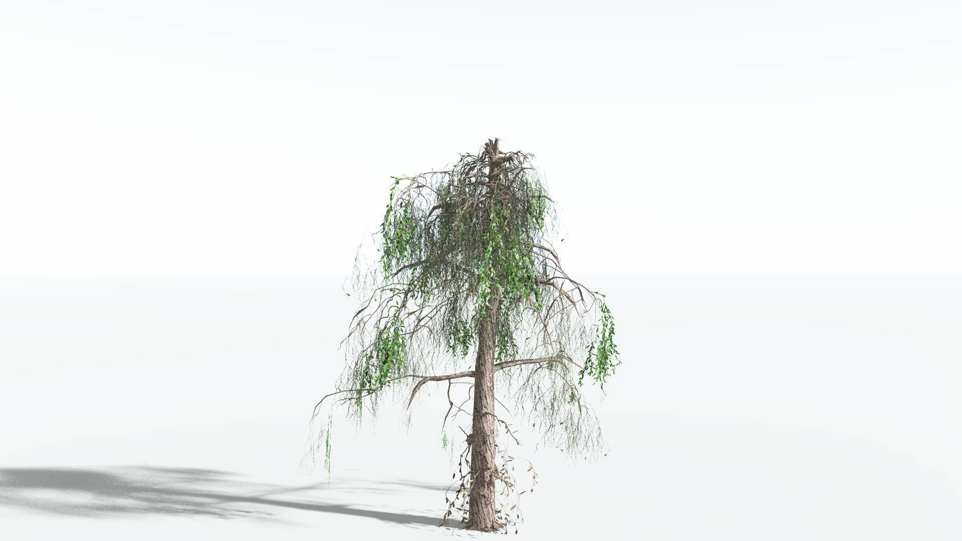 EVERYPlant Weeping Willow LowPoly 4 --15 Models-- Low-poly 3D model_5