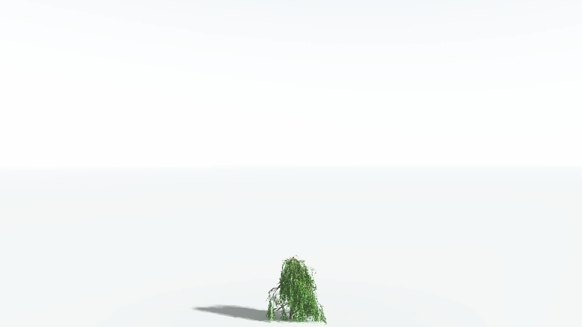EVERYPlant Weeping Willow LowPoly 4 --15 Models-- Low-poly 3D model_25