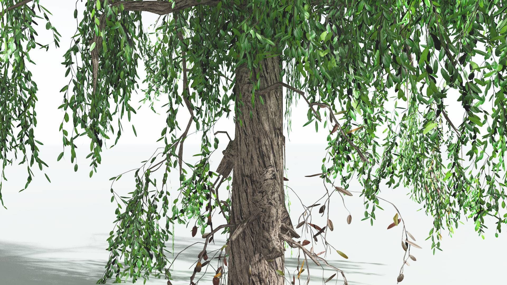 EVERYPlant Weeping Willow LowPoly 4 --15 Models-- Low-poly 3D model_22