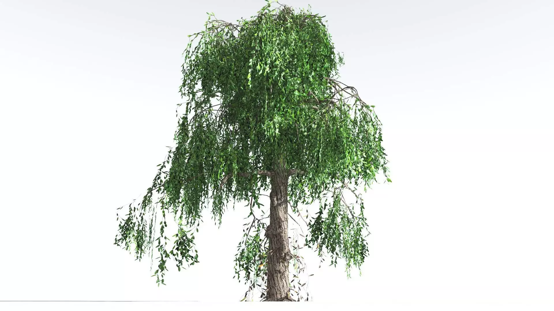 EVERYPlant Weeping Willow LowPoly 4 --15 Models-- Low-poly 3D model_0