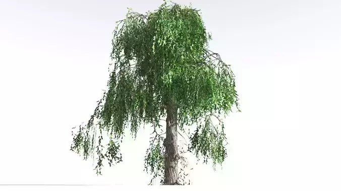 EVERYPlant Weeping Willow LowPoly 4 --15 Models-- Low-poly 3D model