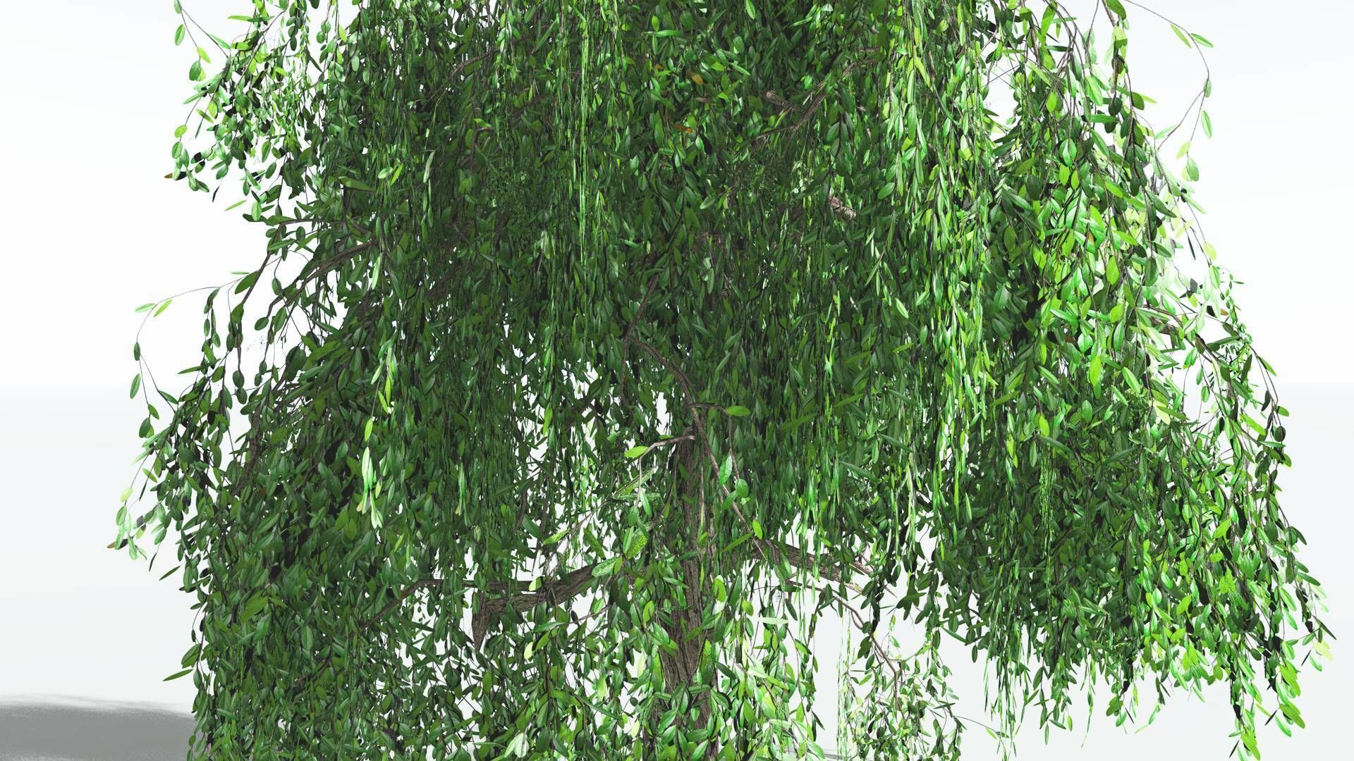 EVERYPlant Weeping Willow LowPoly 4 --15 Models-- Low-poly 3D model_24
