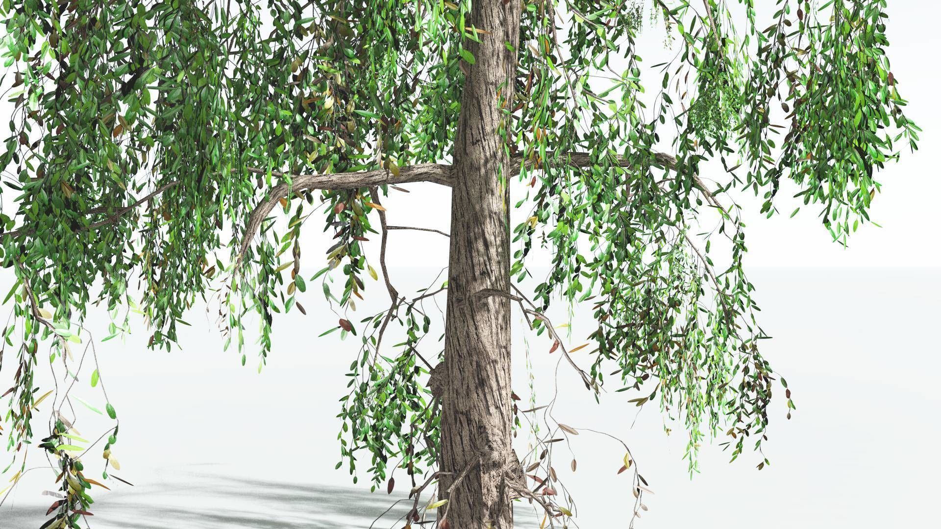 EVERYPlant Weeping Willow LowPoly 4 --15 Models-- Low-poly 3D model_14
