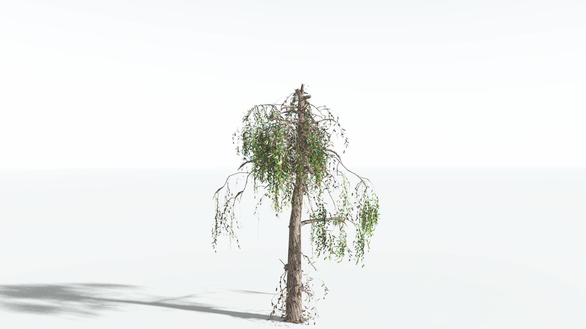EVERYPlant Weeping Willow LowPoly 4 --15 Models-- Low-poly 3D model_15