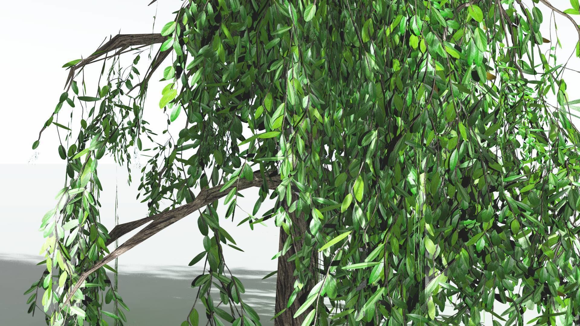 EVERYPlant Weeping Willow LowPoly 4 --15 Models-- Low-poly 3D model_26