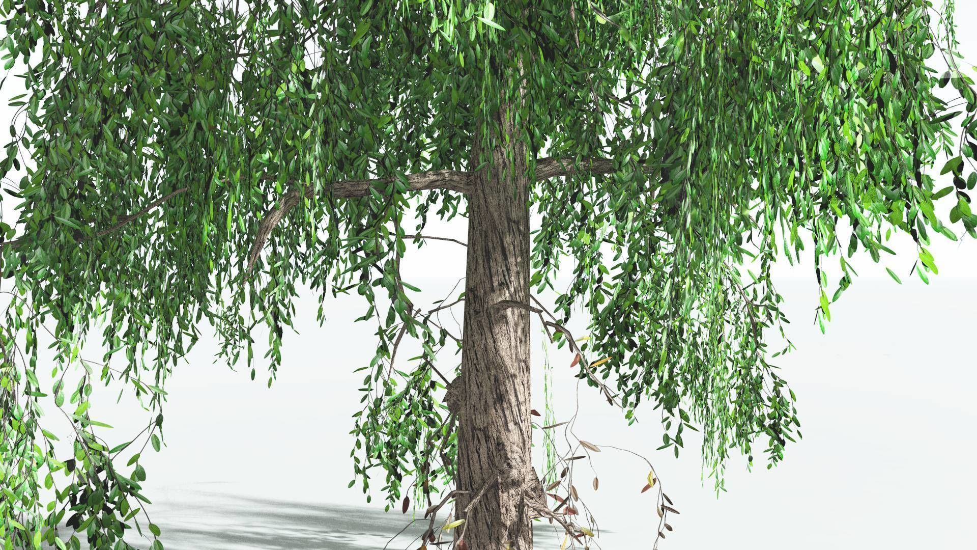EVERYPlant Weeping Willow LowPoly 4 --15 Models-- Low-poly 3D model_12