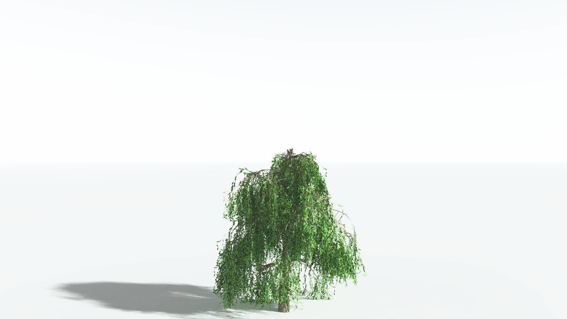 EVERYPlant Weeping Willow LowPoly 4 --15 Models-- Low-poly 3D model_23