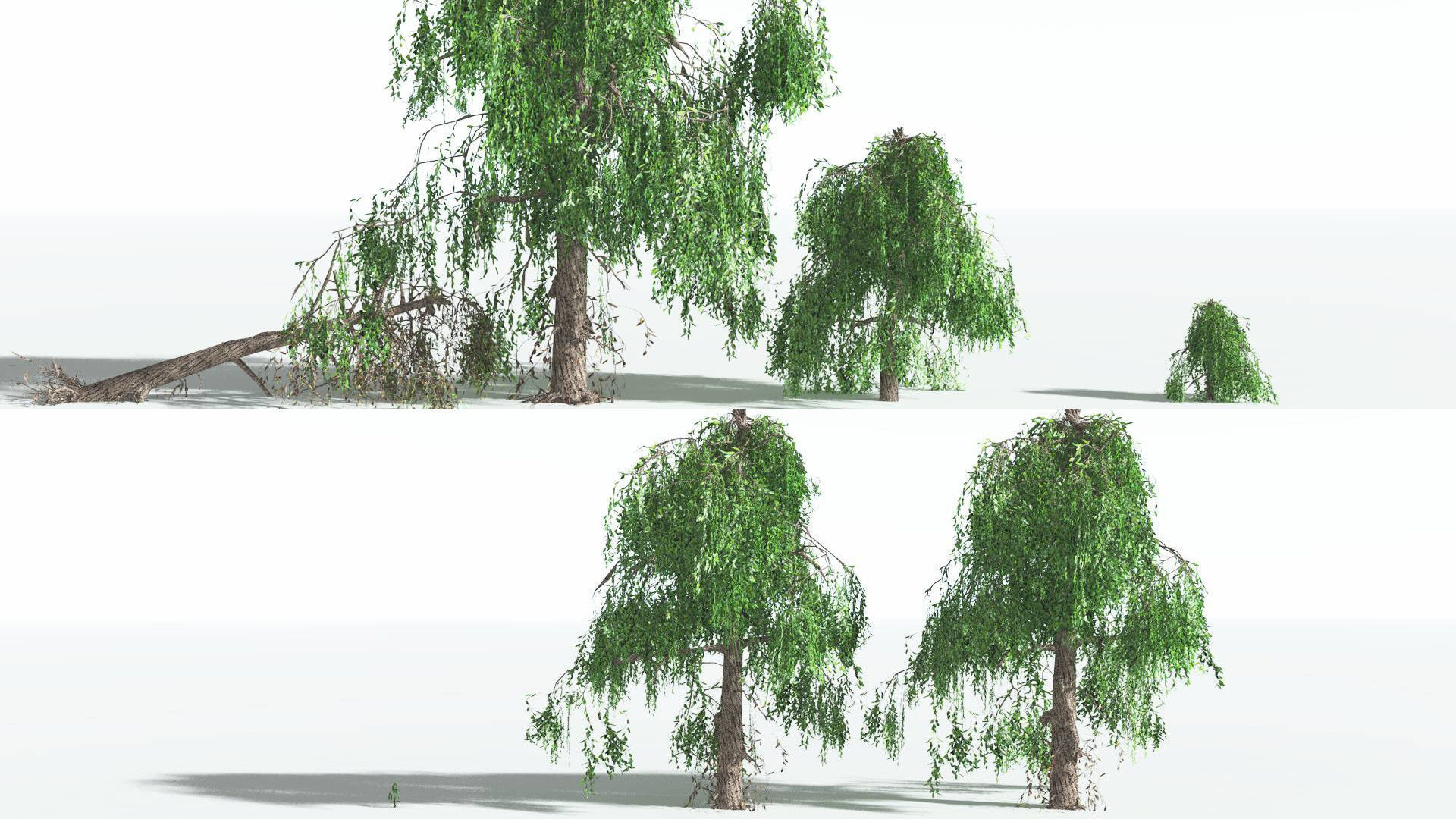 EVERYPlant Weeping Willow LowPoly 4 --15 Models-- Low-poly 3D model_2