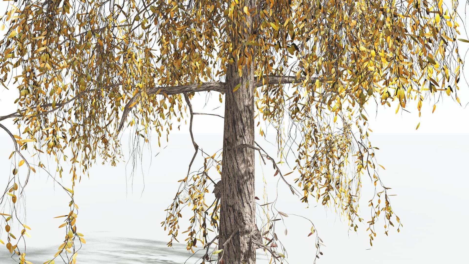EVERYPlant Weeping Willow LowPoly 4 --15 Models-- Low-poly 3D model_8