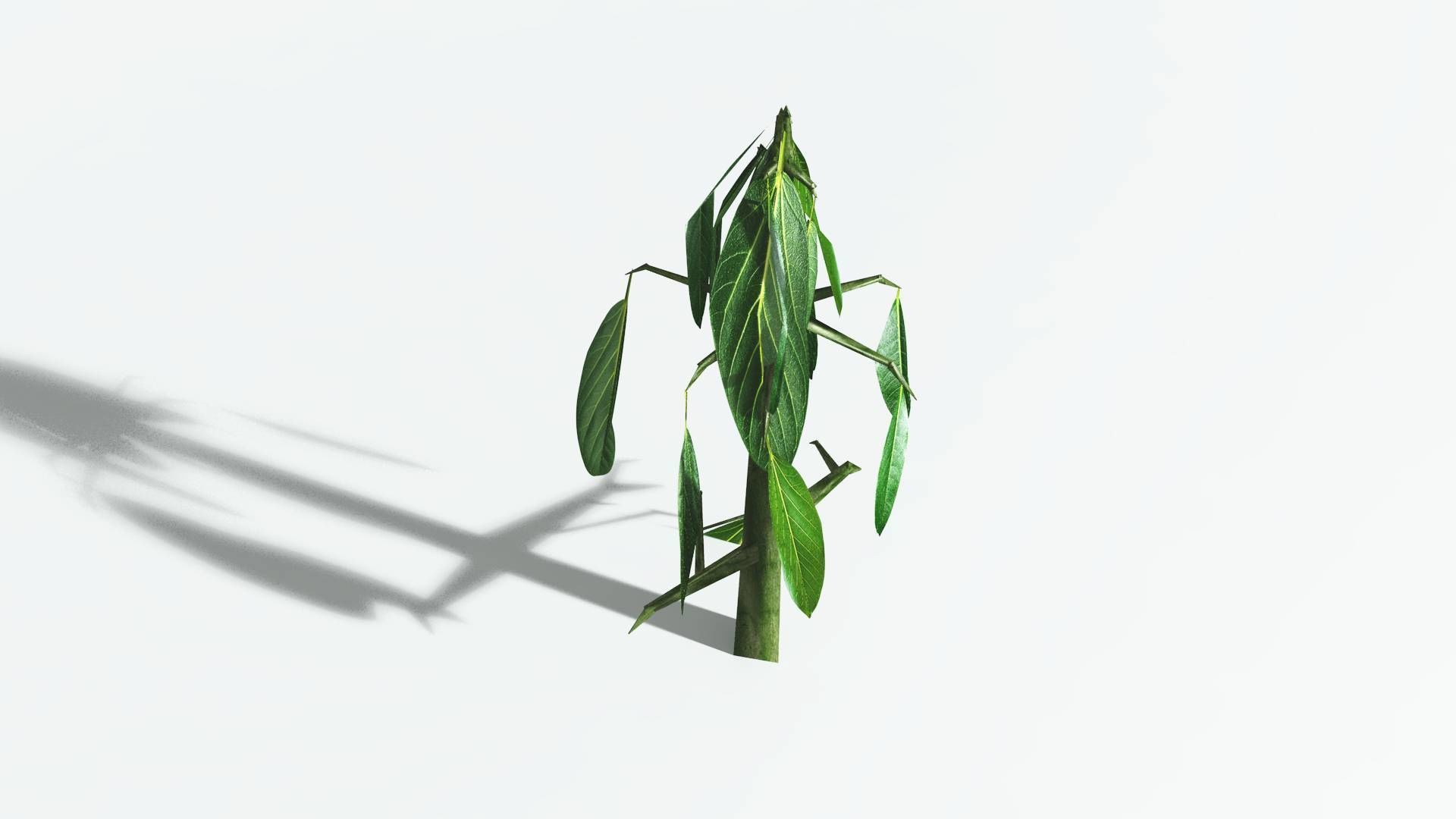 EVERYPlant Weeping Willow LowPoly 4 --15 Models-- Low-poly 3D model_28