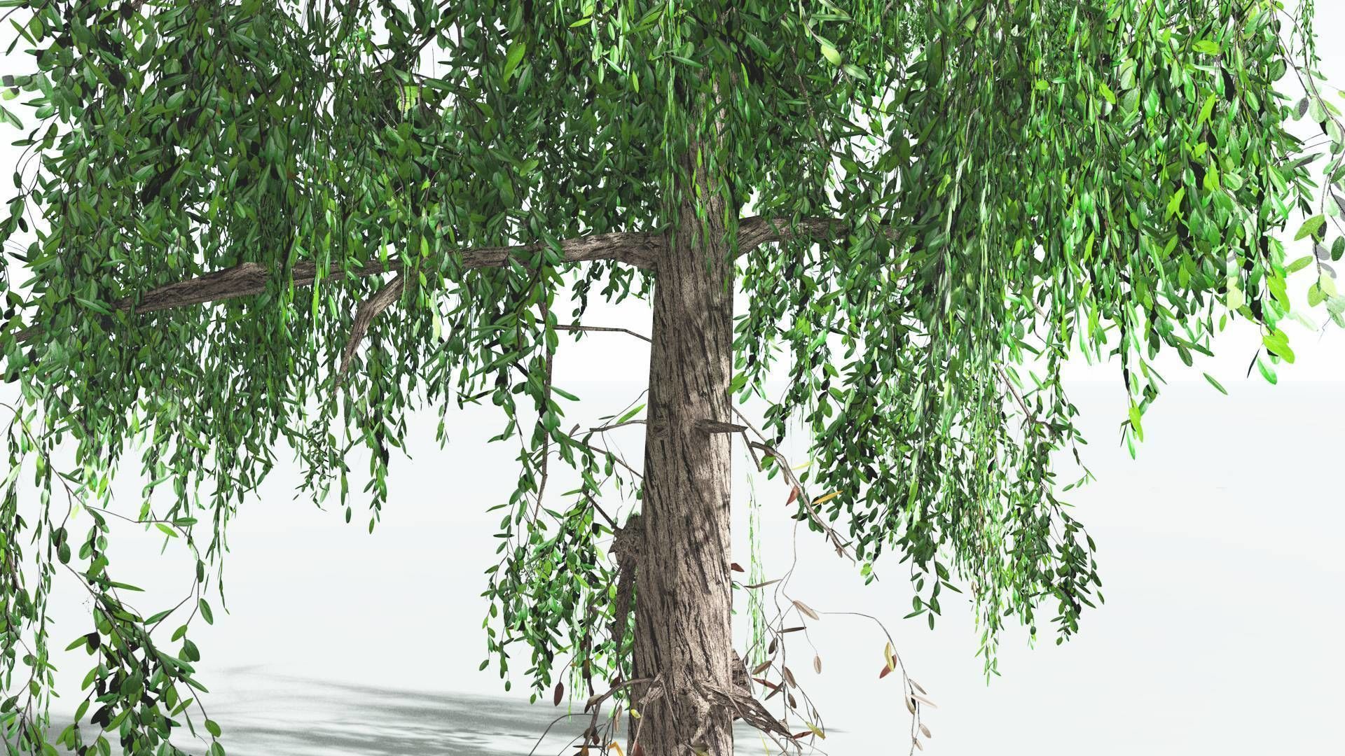 EVERYPlant Weeping Willow LowPoly 4 --15 Models-- Low-poly 3D model_30