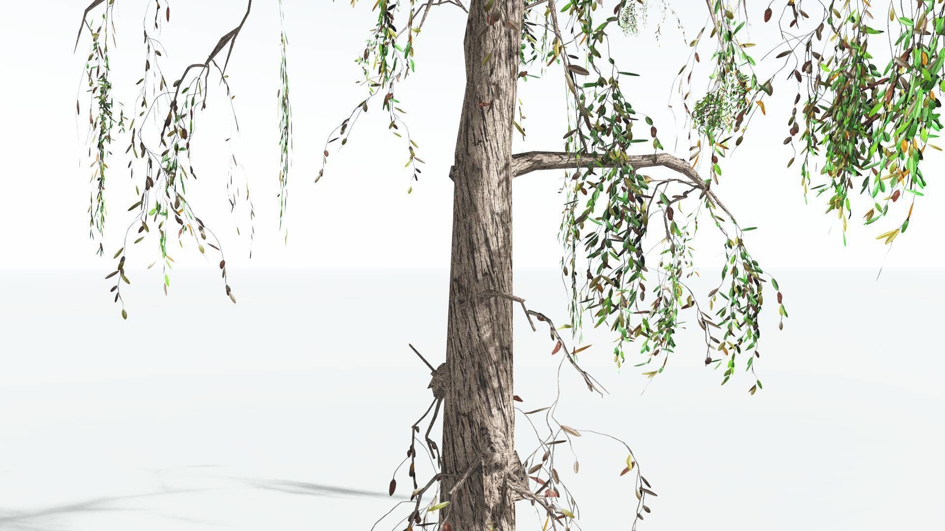 EVERYPlant Weeping Willow LowPoly 4 --15 Models-- Low-poly 3D model_16