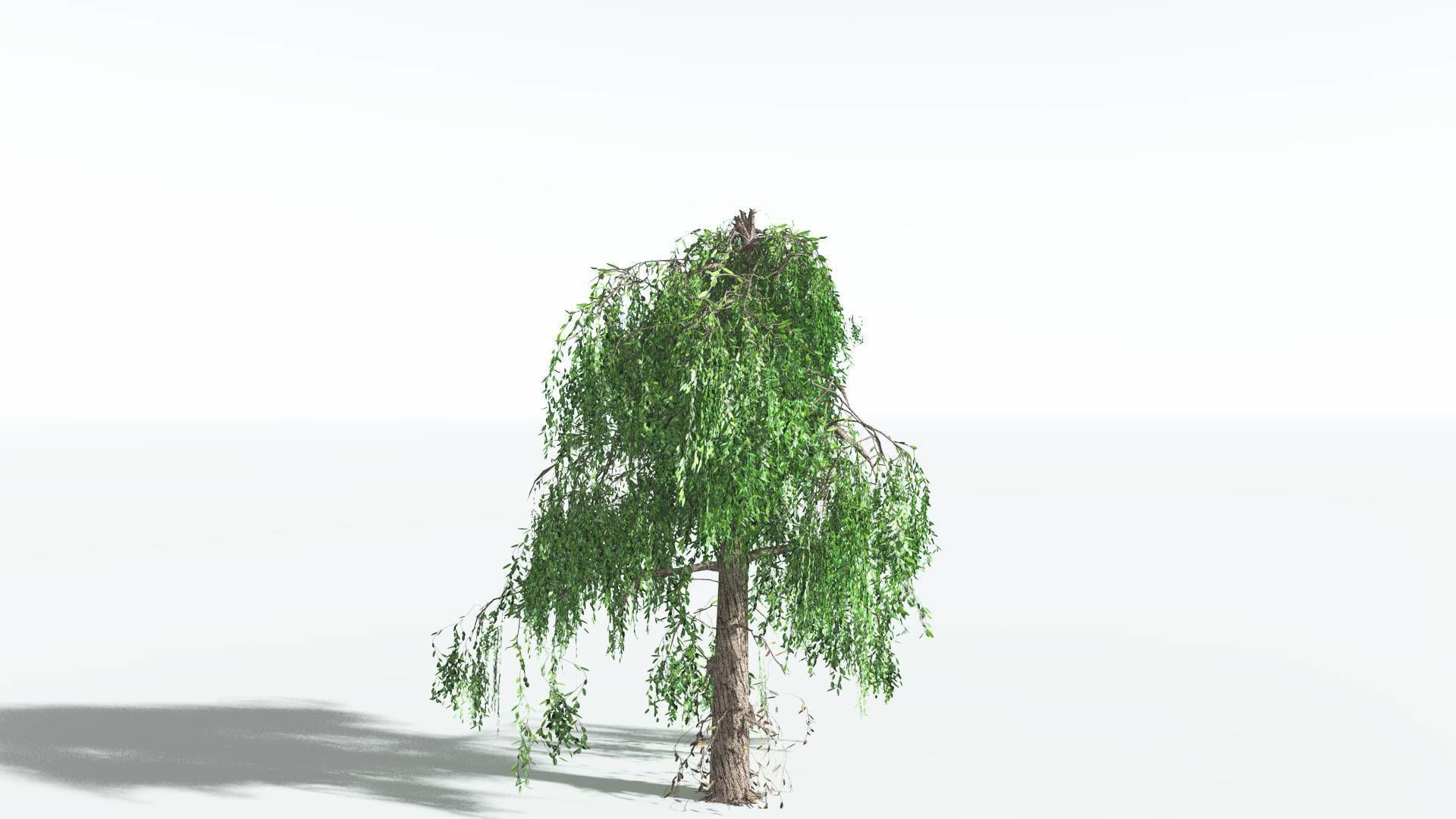 EVERYPlant Weeping Willow LowPoly 4 --15 Models-- Low-poly 3D model_3