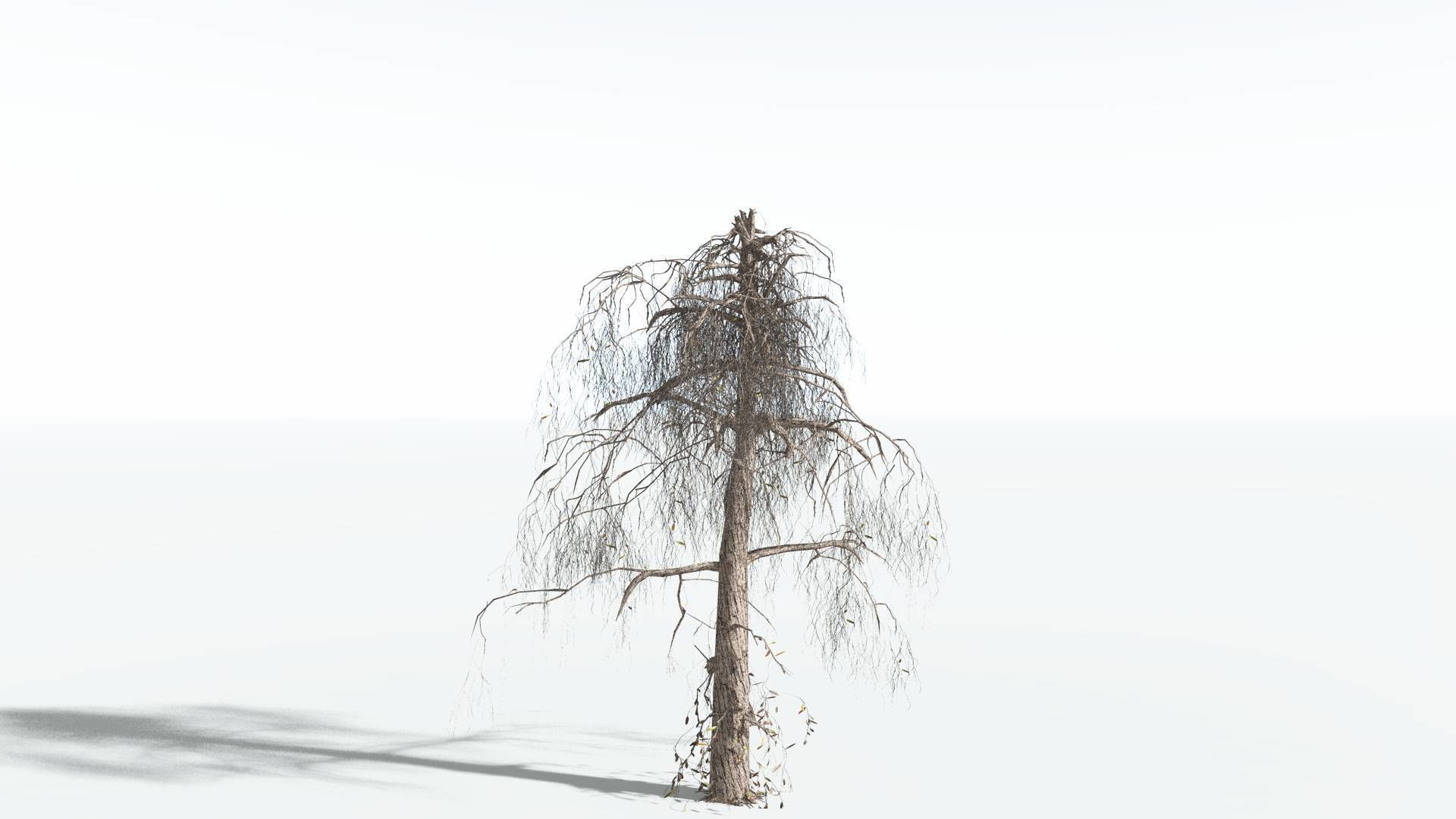 EVERYPlant Weeping Willow LowPoly 4 --15 Models-- Low-poly 3D model_9
