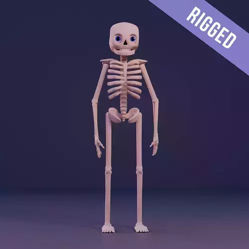 Human skeleton Stylized 3D model
