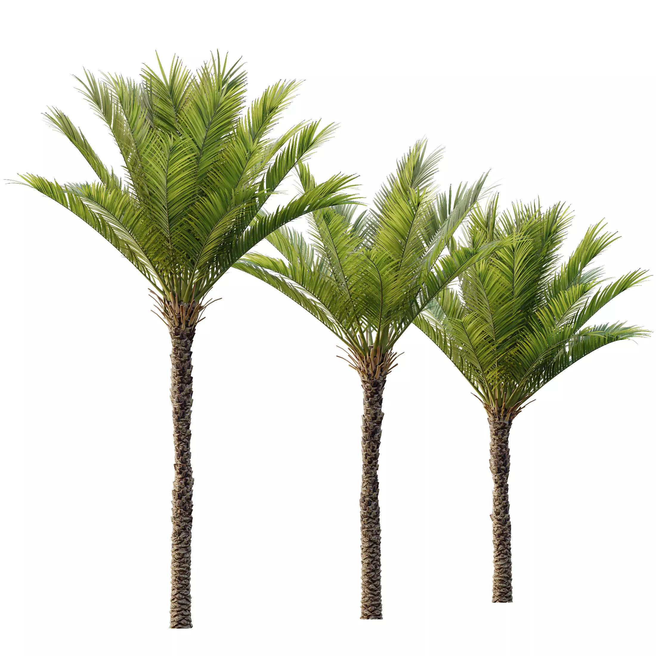 HQ Plants Phoenix Dactylifera Date Jurassic Palm Tree 3D model_0