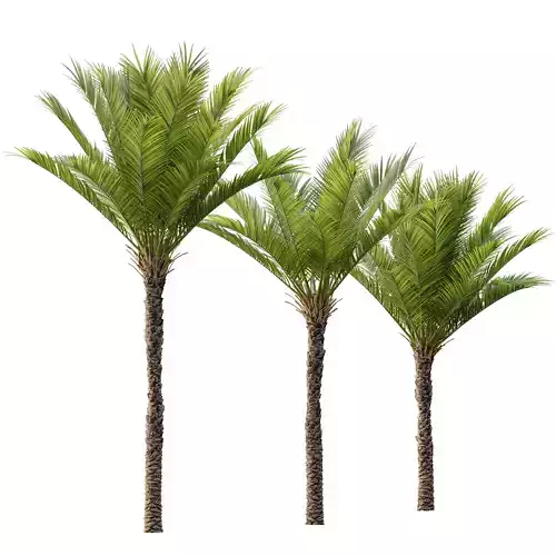 HQ Plants Phoenix Dactylifera Date Jurassic Palm Tree 3D model