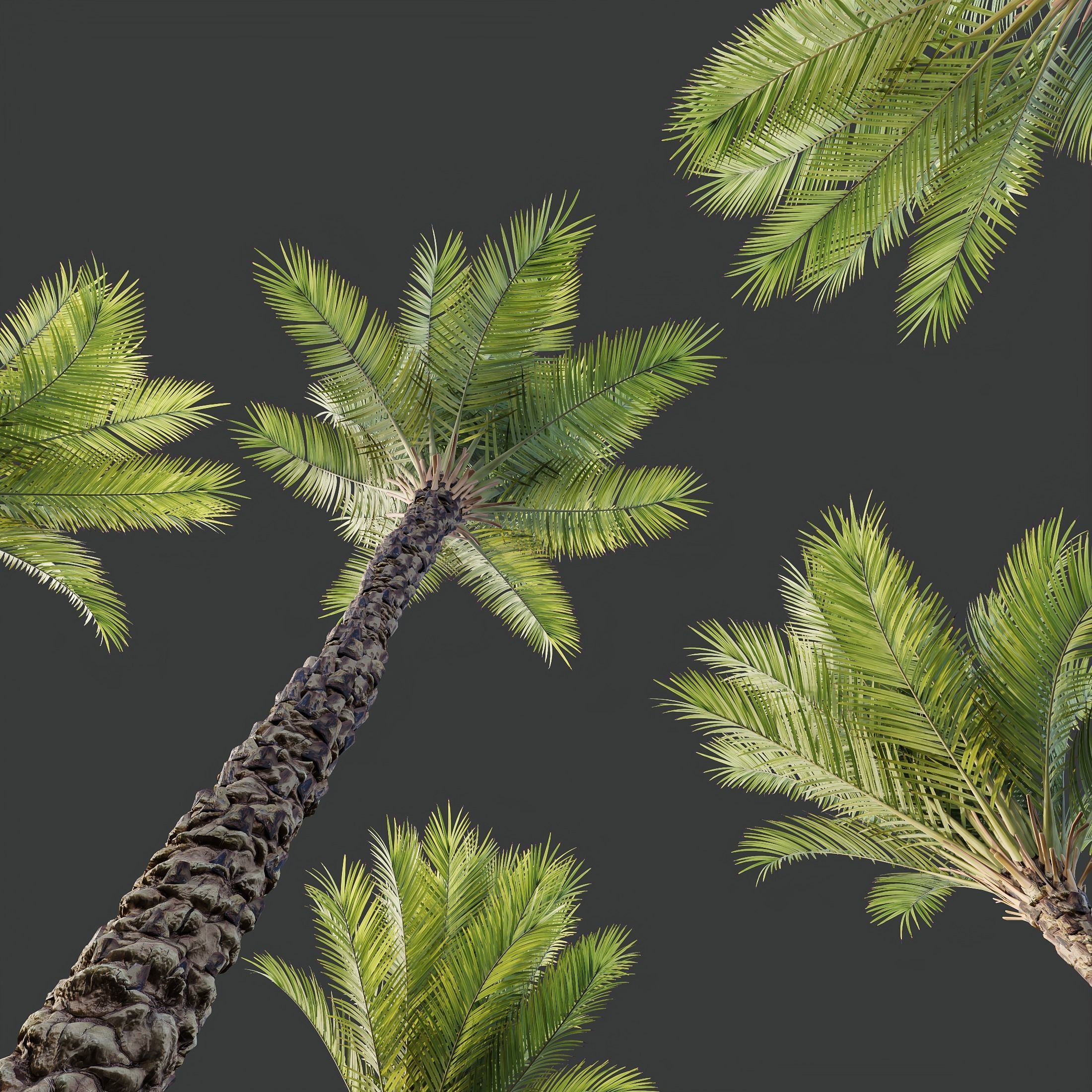 HQ Plants Phoenix Dactylifera Date Jurassic Palm Tree 3D model_2