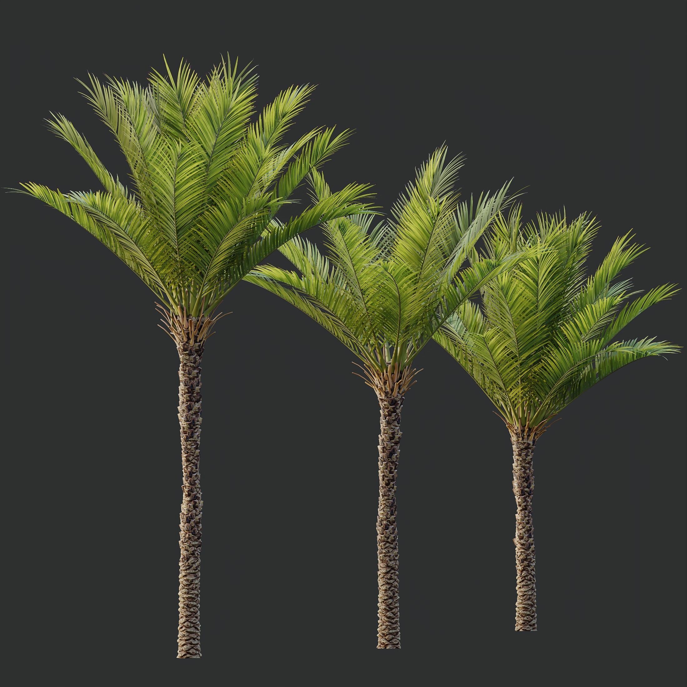 HQ Plants Phoenix Dactylifera Date Jurassic Palm Tree 3D model_3
