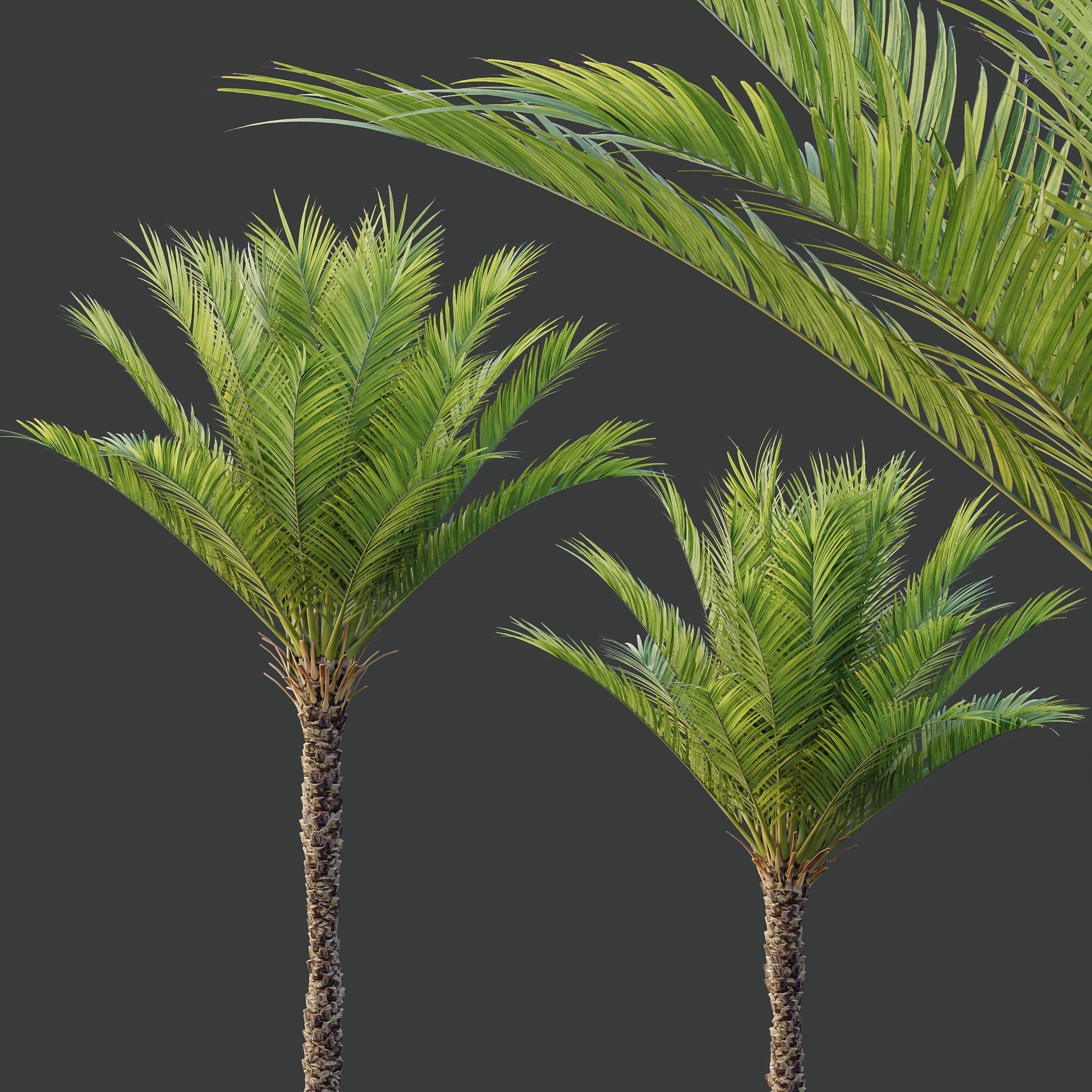 HQ Plants Phoenix Dactylifera Date Jurassic Palm Tree 3D model_1