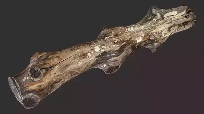 Tree trunk wood 3d scan highpoly