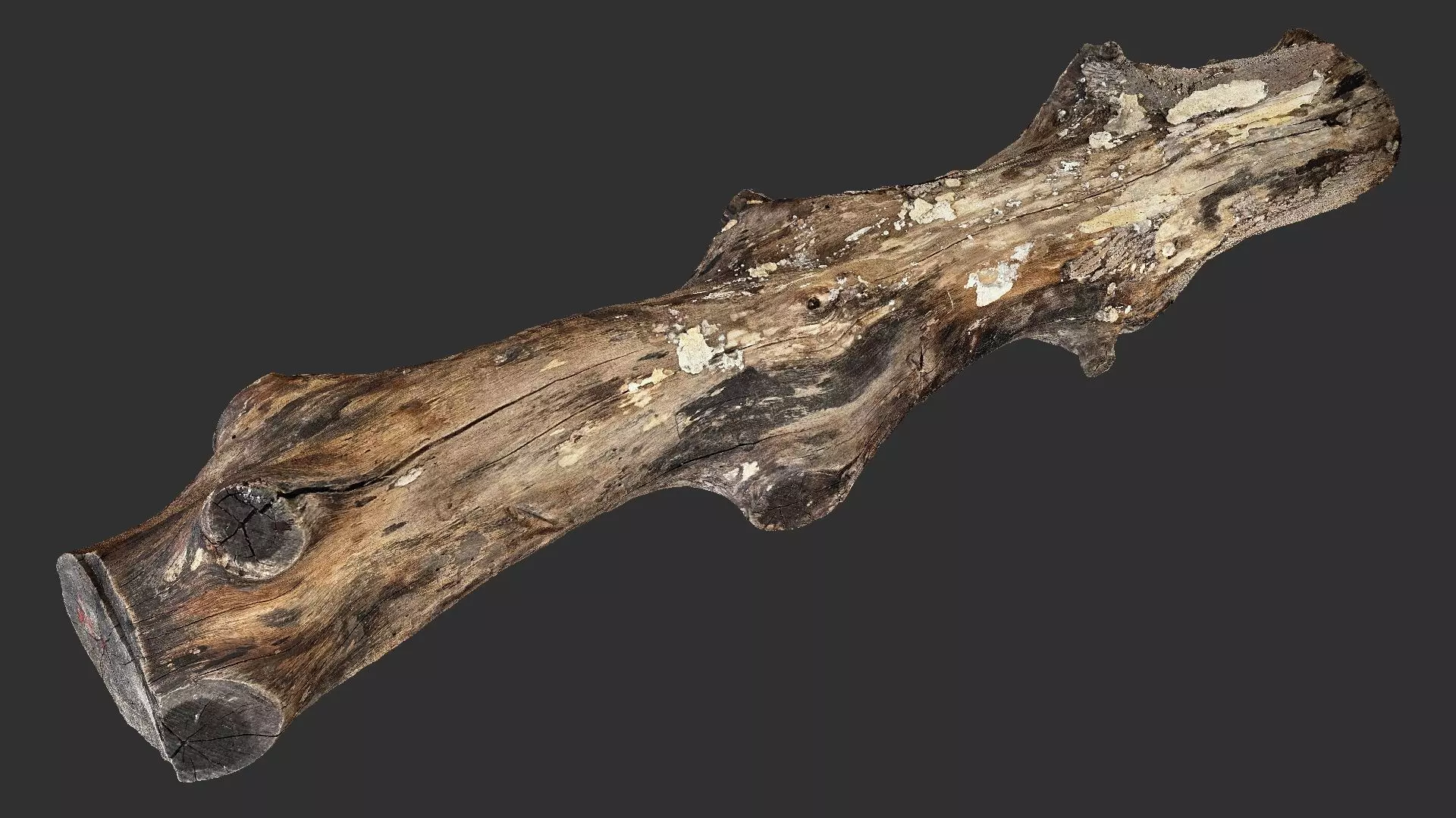 Tree trunk wood 3d scan highpoly 3D model