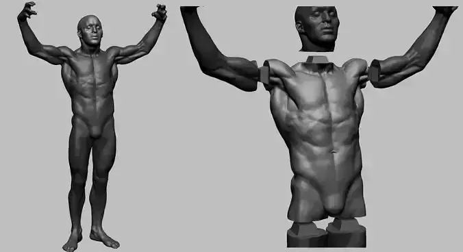 Human Anatomy Printable A 3D print model