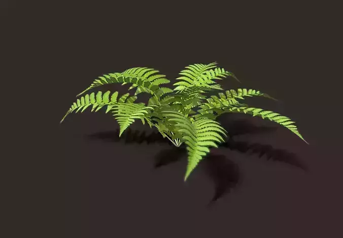 outdoor Plant - fern - bush - vegitation