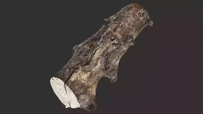 Withered tree trunk 3d scan in highpoly