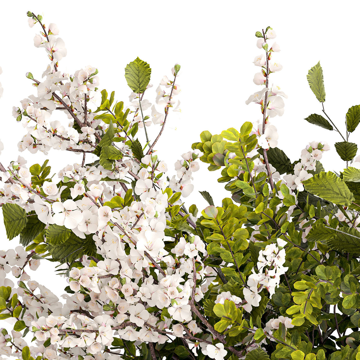 Bouquet of branches with leaves sakura flowers cherry 384 3D model_13