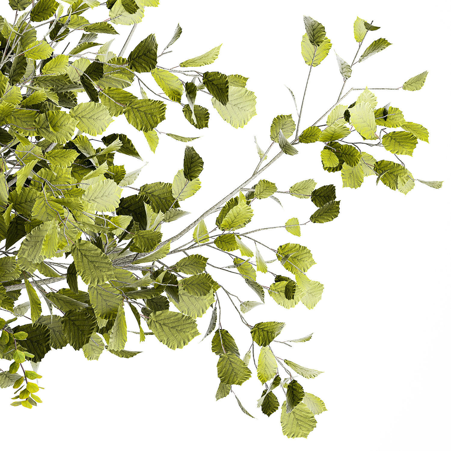 Bouquet of branches with leaves sakura flowers cherry 384 3D model_10