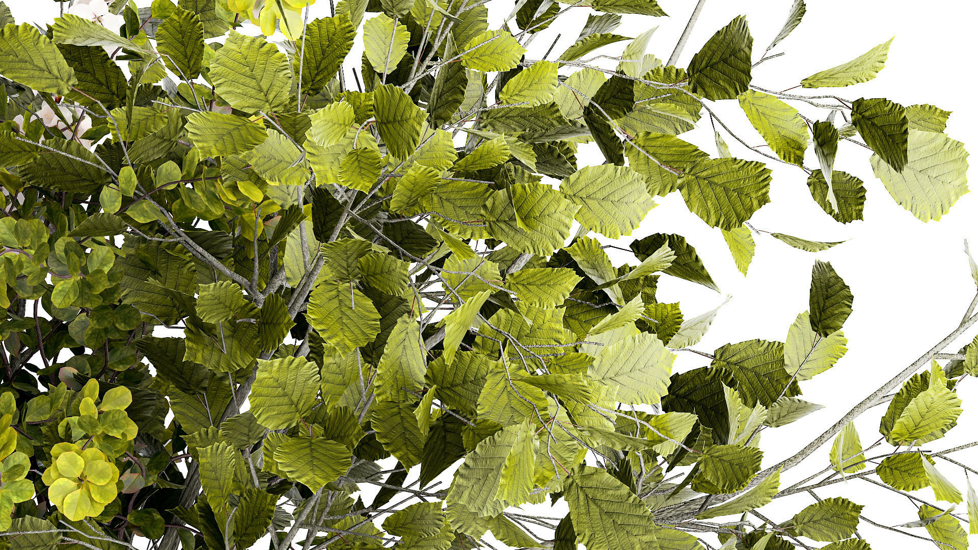 Bouquet of branches with leaves sakura flowers cherry 384 3D model_6