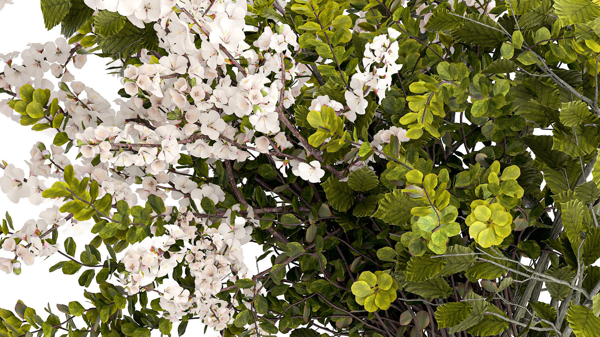 Bouquet of branches with leaves sakura flowers cherry 384 3D model_4