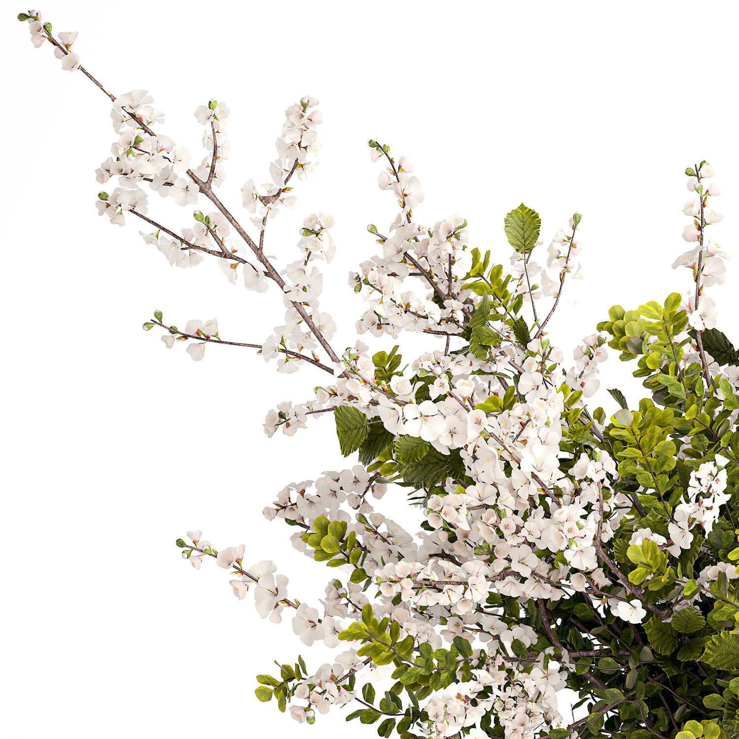 Bouquet of branches with leaves sakura flowers cherry 384 3D model_12
