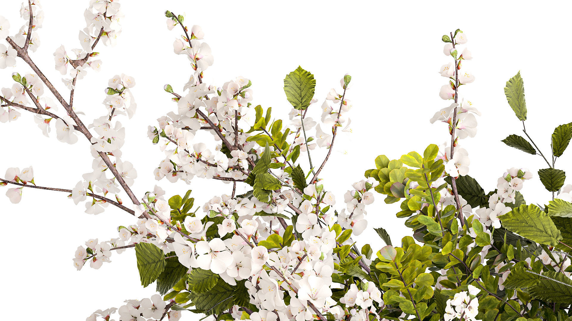 Bouquet of branches with leaves sakura flowers cherry 384 3D model_5