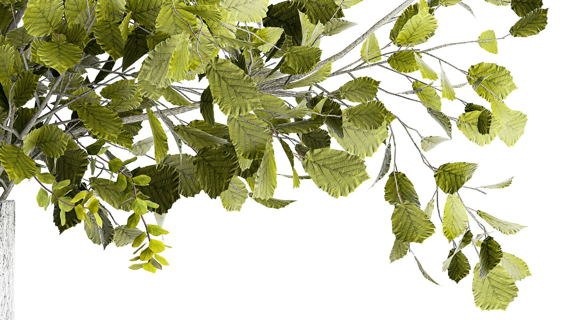 Bouquet of branches with leaves sakura flowers cherry 384 3D model_7