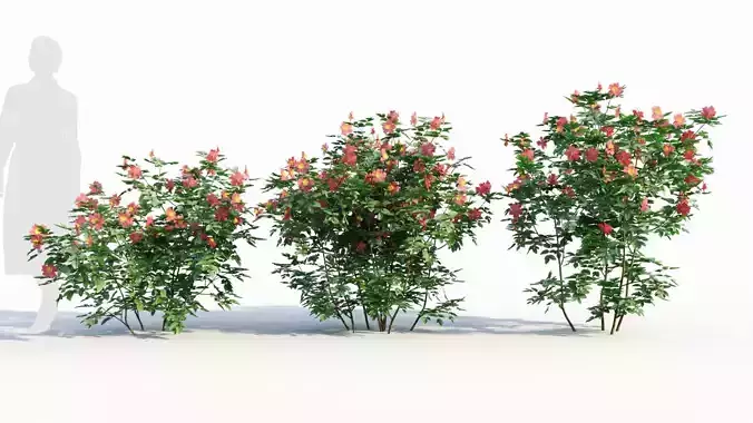 Rosa virginiana b 3D model