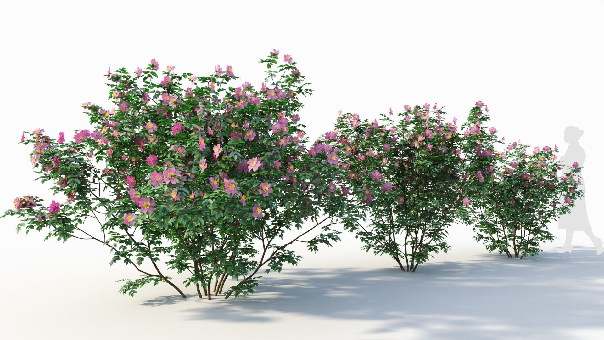 Rosa virginiana c 3D model_4