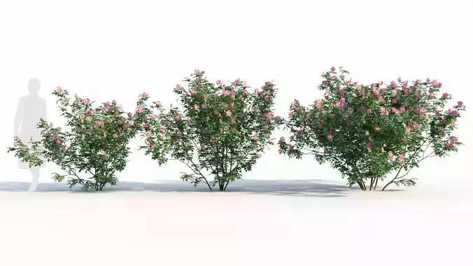 Rosa virginiana c 3D model