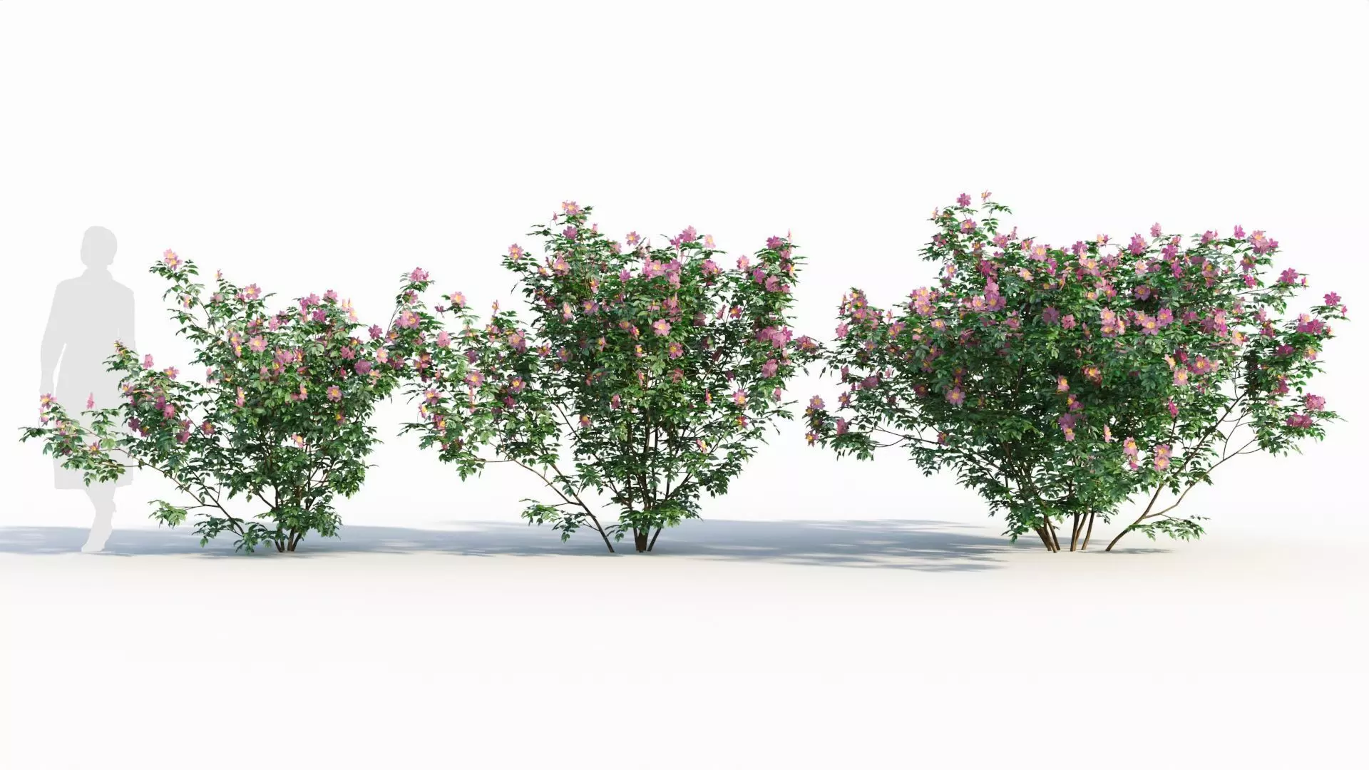 Rosa virginiana c 3D model_0