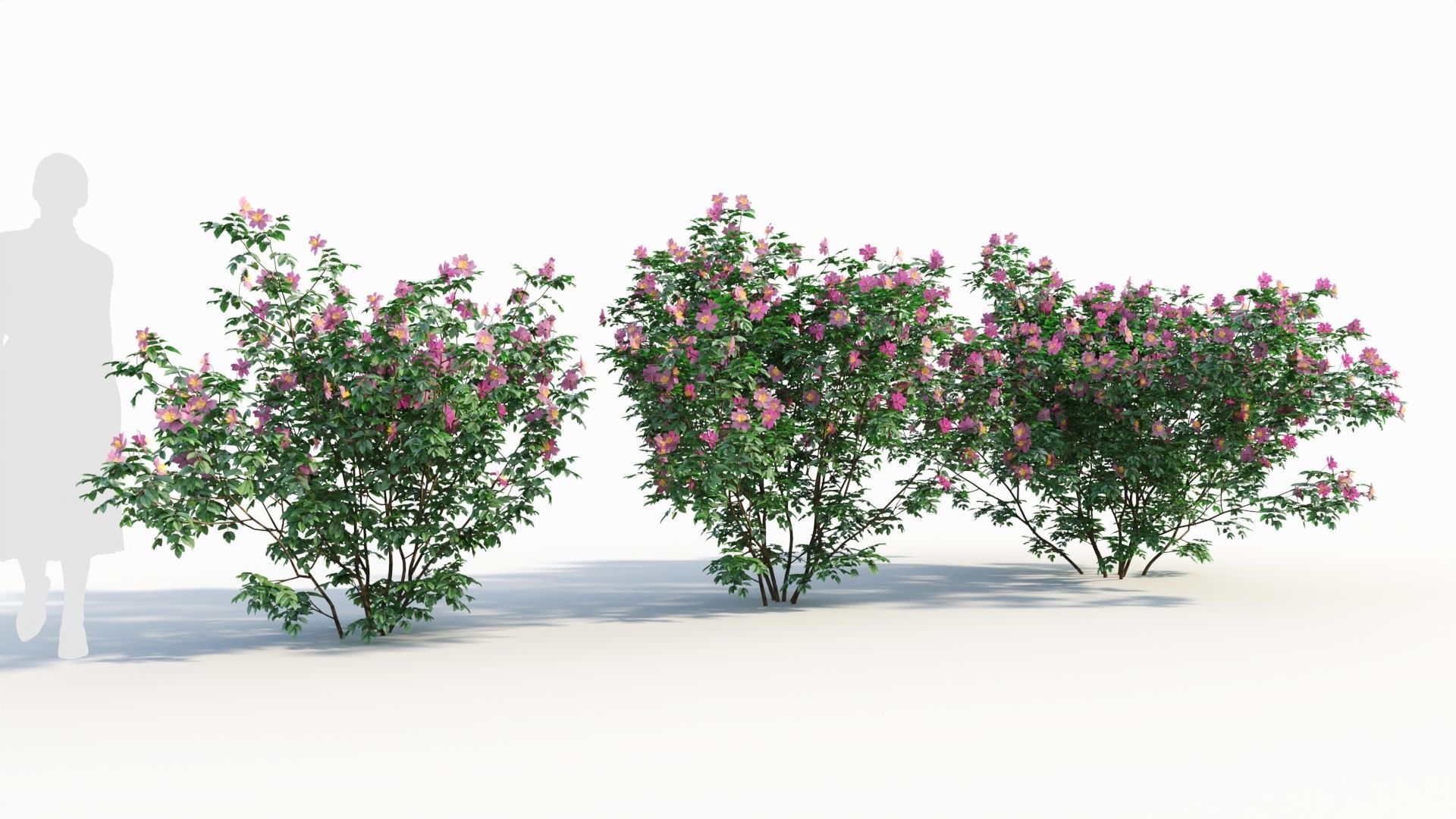 Rosa virginiana c 3D model_3