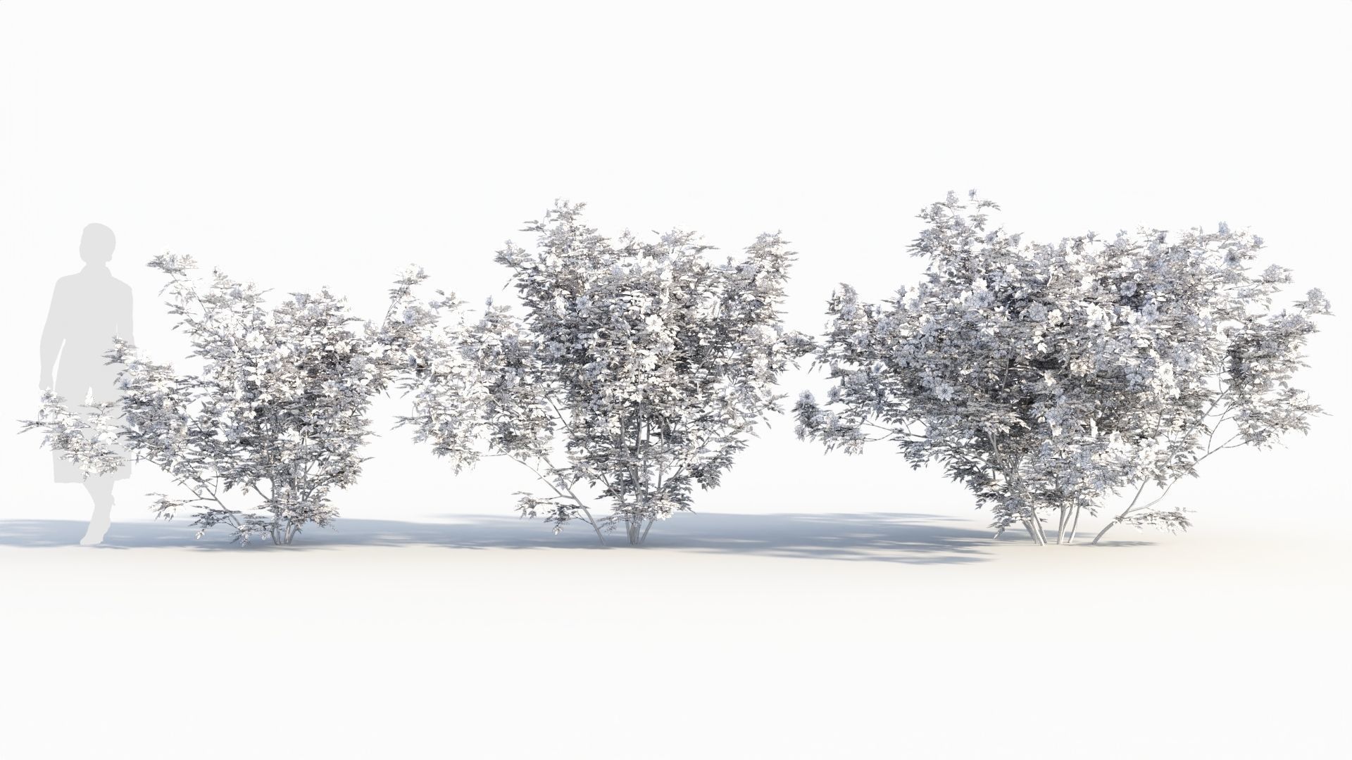 Rosa virginiana c 3D model_8