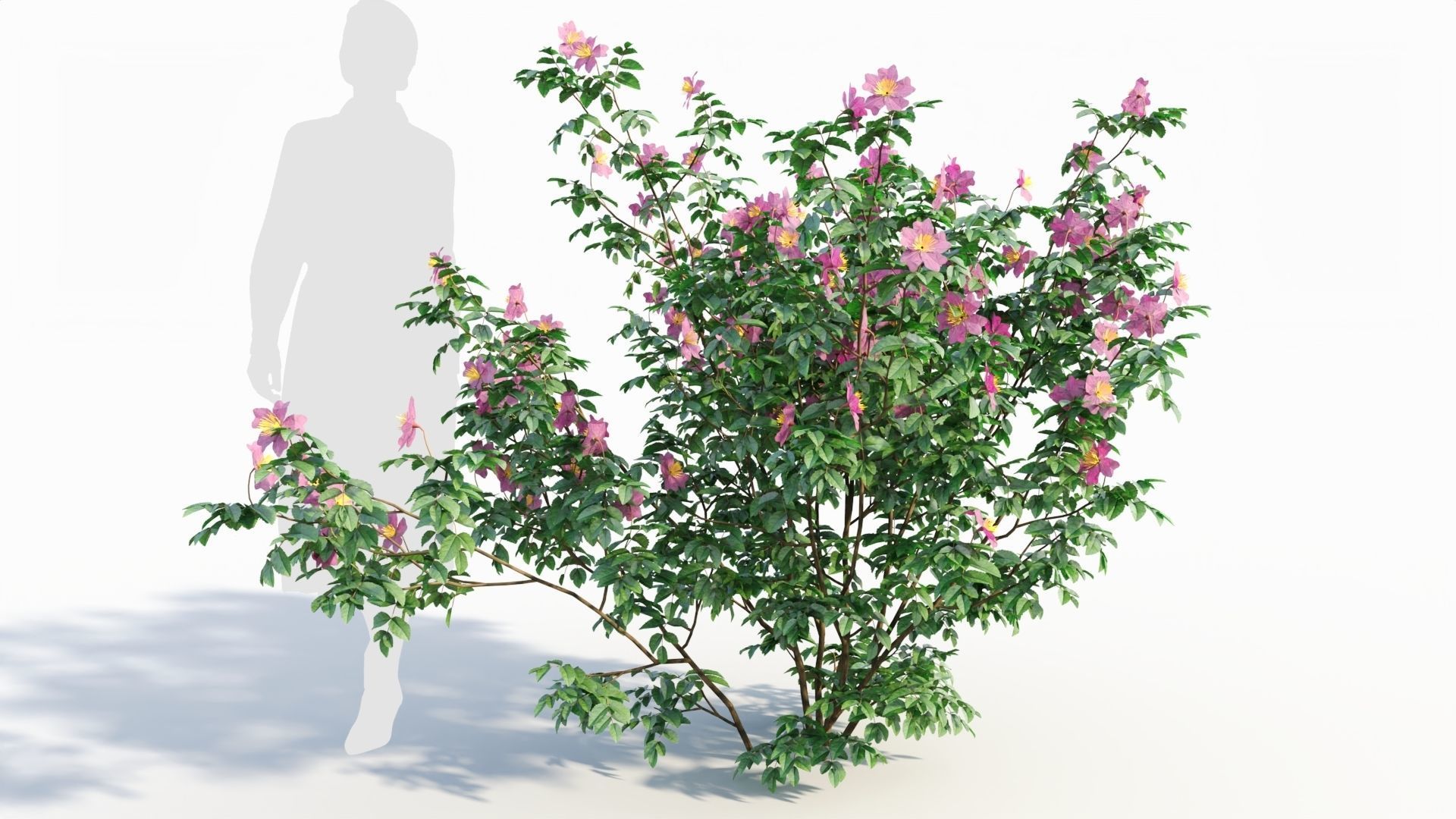 Rosa virginiana c 3D model_5